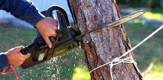 Tree and Shrub Care in Harlingen, TX