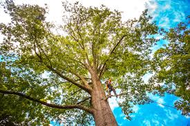 Leaf Removal in Harlingen, TX