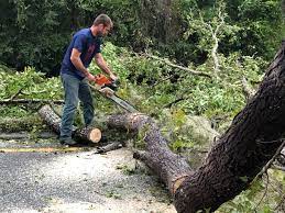 How Our Tree Care Process Works  in  Harlingen, TX