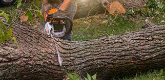 Best Fruit Tree Pruning  in Harlingen, TX