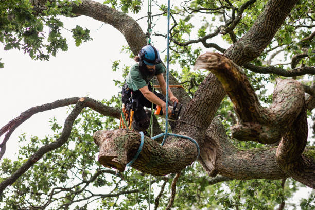 Best Commercial Tree Services  in Harlingen, TX