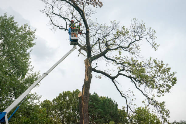 Best Emergency Tree Removal  in Harlingen, TX