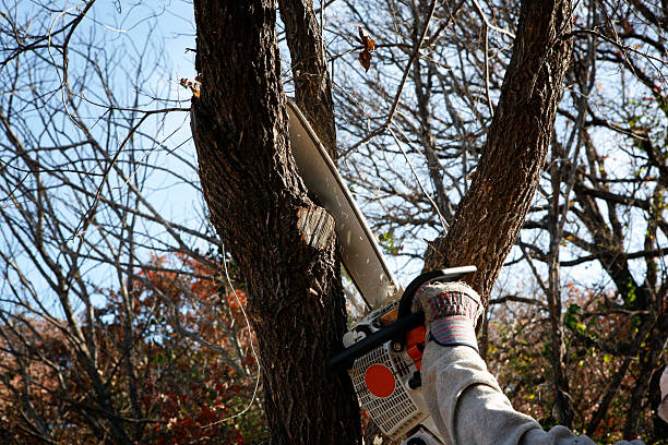 Best Arborist Consultation Services  in Harlingen, TX