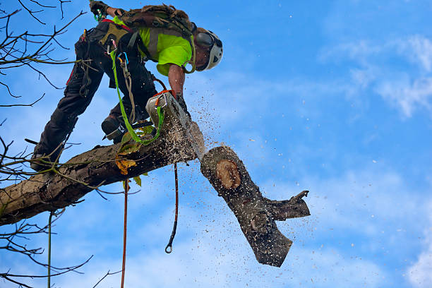 Best Tree Trimming and Pruning  in Harlingen, TX