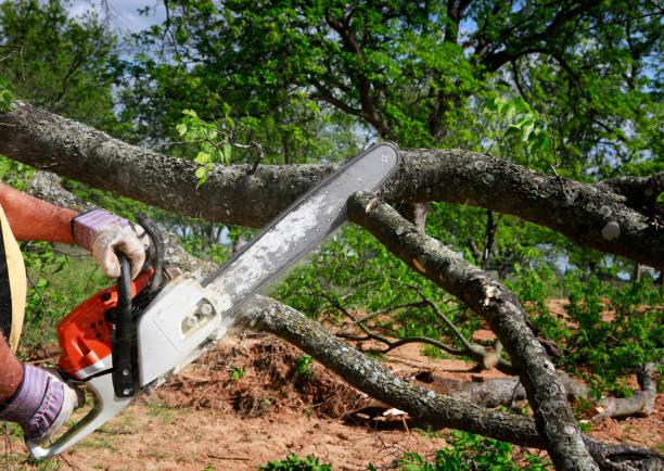 Best Tree Preservation Services  in Harlingen, TX