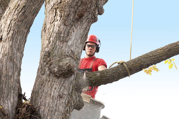 Best Tree Removal Service  in Harlingen, TX